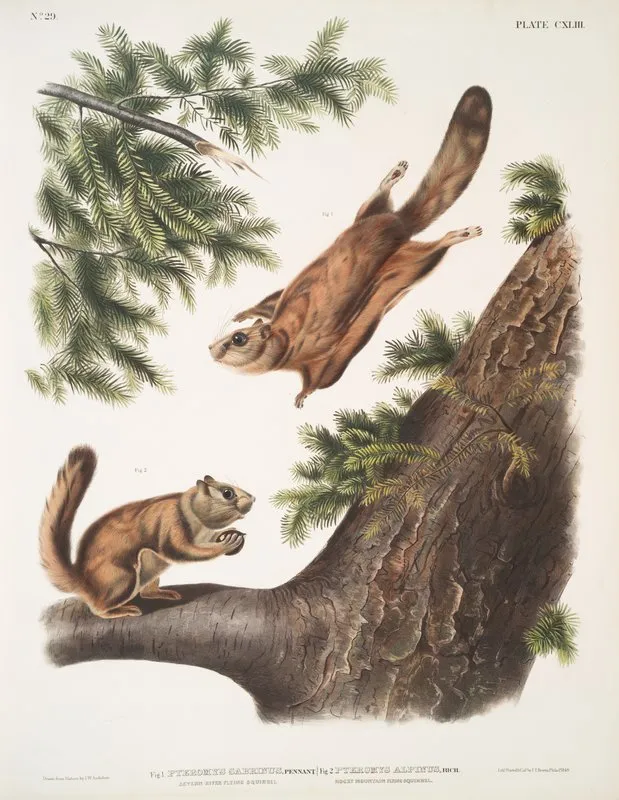 1 Pteromys Sabrinus Severn River Flying Squirrel 2 Pteromys Alpinus Rocky Mountain Squirrel Wall Art by John Woodhouse Audubon - High-Resolution Digital Print