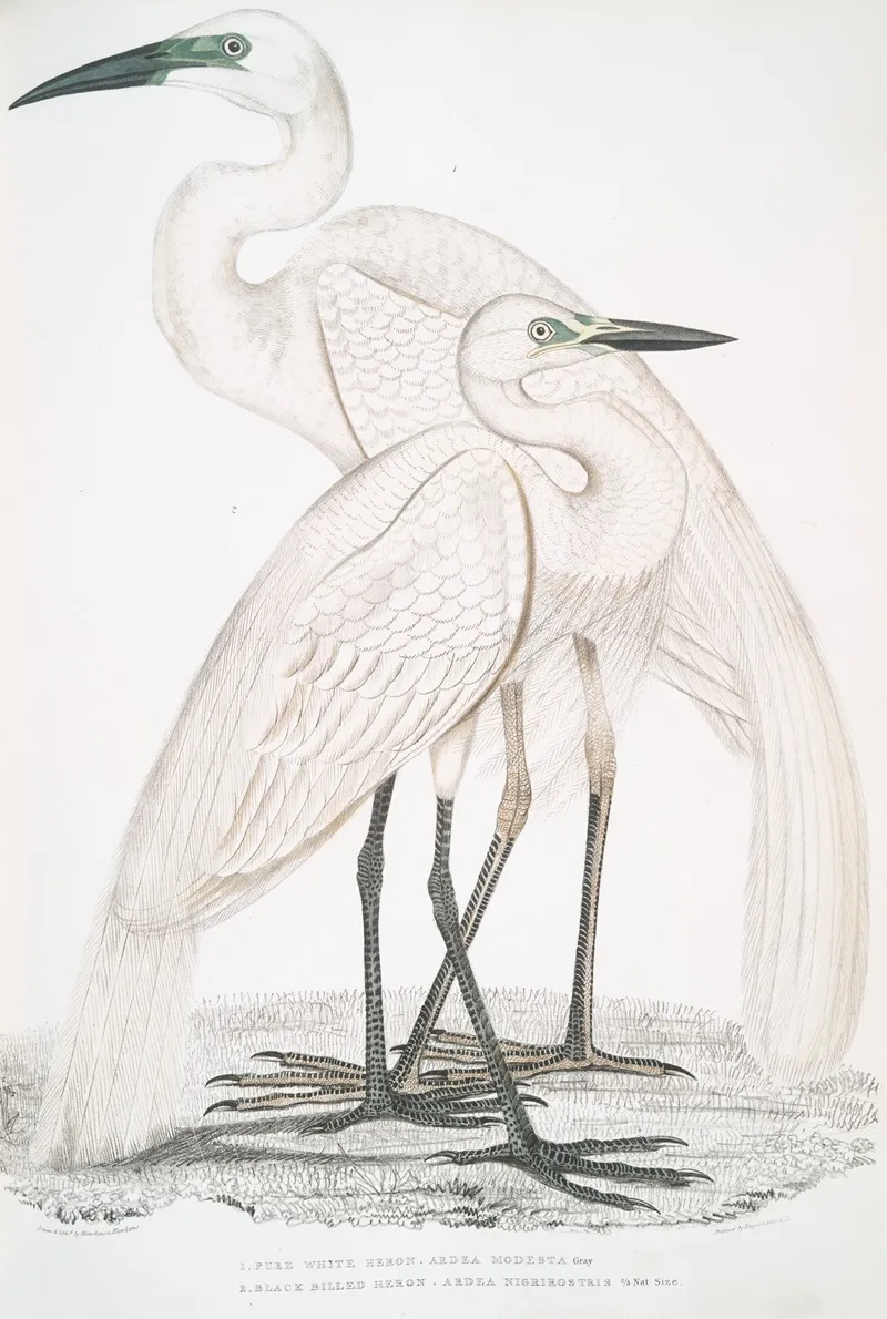 1 Pure White Heron Ardea Modesta 2 Black Billed Heron Ardea Nigrirostris