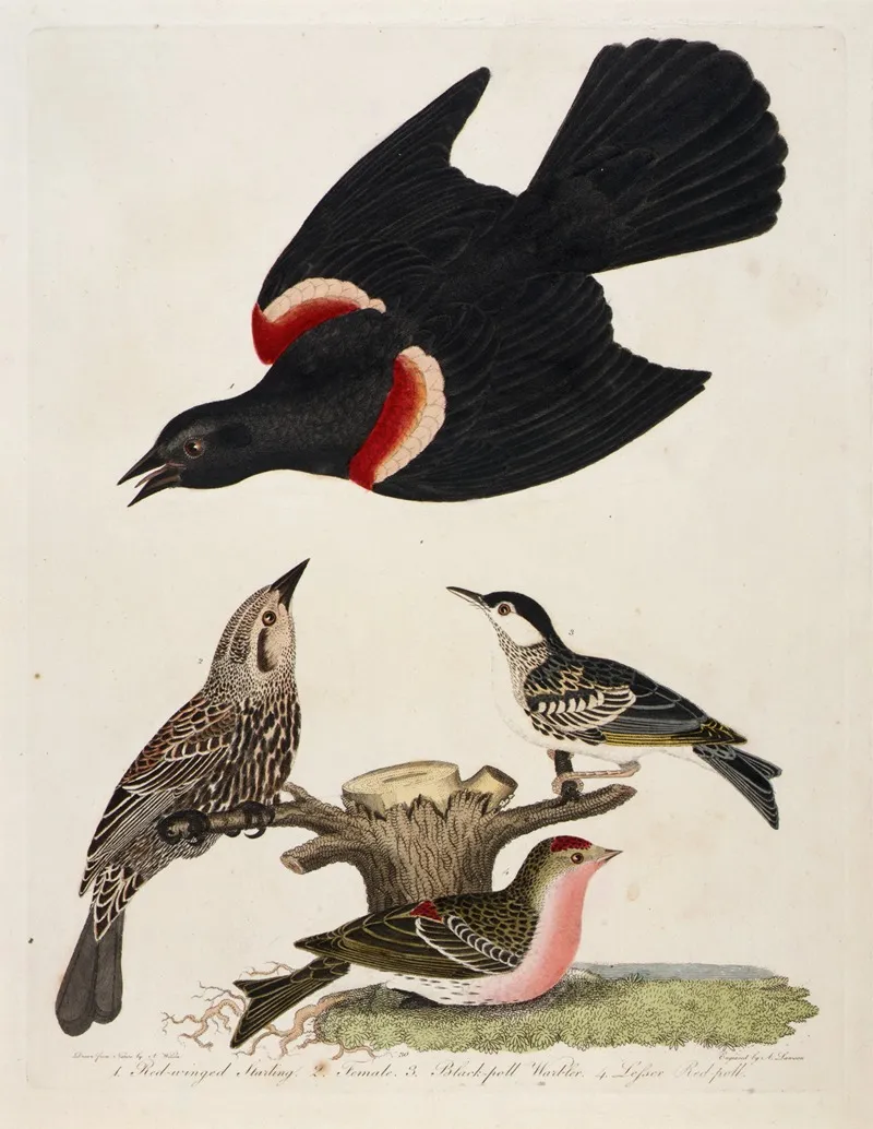 1 Red Winged Starling 2 Female 3 Black Poll Warbler 4 Lesser Red Poll Wall Art by Alexander Lawson - High-Resolution Digital Print