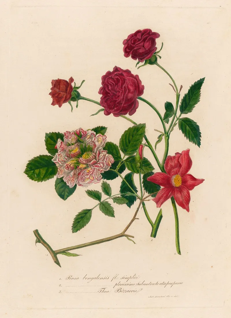 1 Rosa Bengalensis Fl Simplici And 2 Rosa Bengalensis Plenissimo Subcontracto Atro Purpureo And 3 Rosa Bengalensis Thea Bizzarria Wall Art by Gaetano Savi - High-Resolution Digital Print