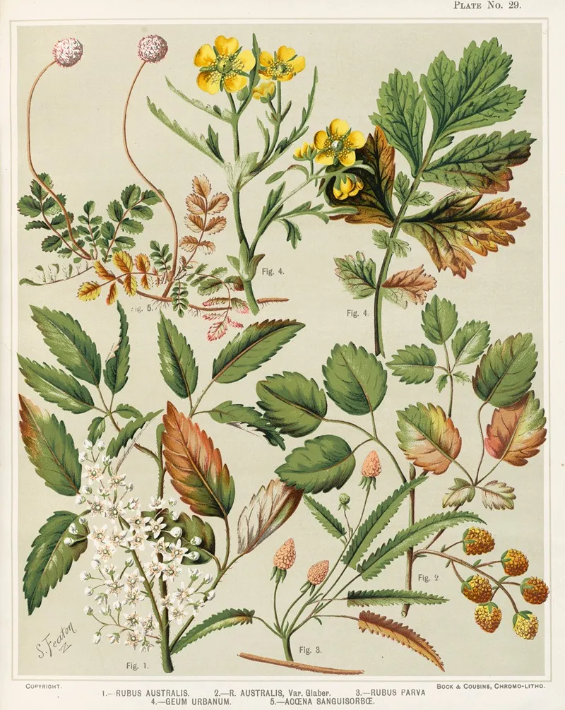 1 Rubus Australis 2 R Aaustralis Var Glaber 3 Rubus Parva 4 Geum Urbanum 5 Acaena Sanguisorbce Plate 29 Wall Art by Sarah Featon - High-Resolution Digital Print