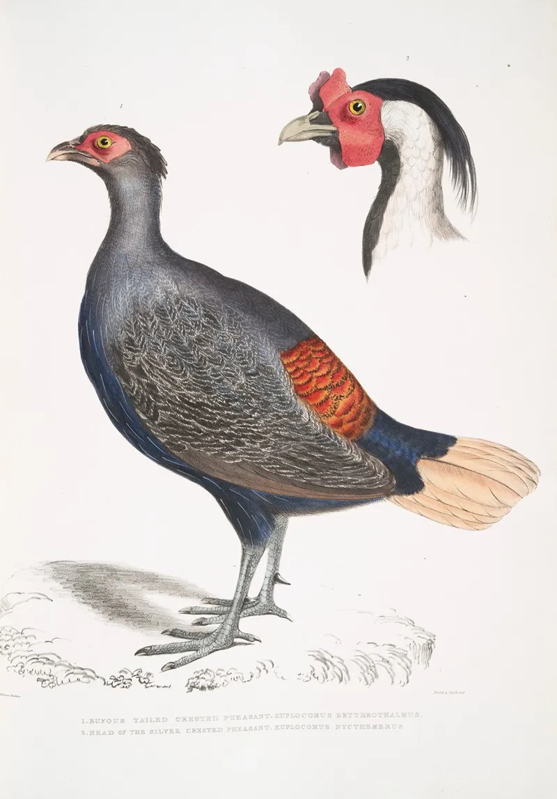1 Rufous Tailed Crested Pheasant Euplocomus Erythrothalmus 2 Head Of Silver Crested Pheasant Euplocomus Nycthemerus