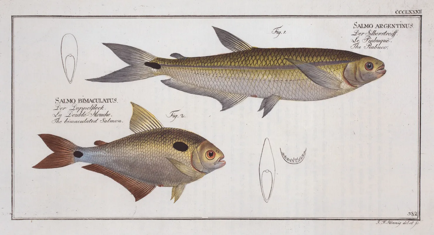 1 Salmo Argentinus The Piabuco 2 Salmo Bimaculatus The Bimaculated Salmon Wall Art by Marcus Elieser Bloch - High-Resolution Digital Print