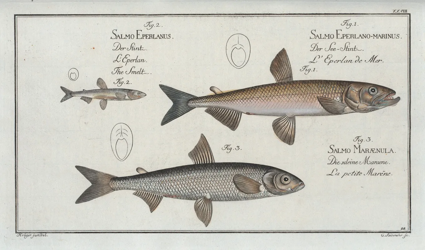 1 Salmo Eperlano Marinus The Smelt 2 Salmo Eperlanus The Lesser Smelt 3 Salmo Maraenula The Small Maraene Wall Art by Marcus Elieser Bloch - High-Resolution Digital Print
