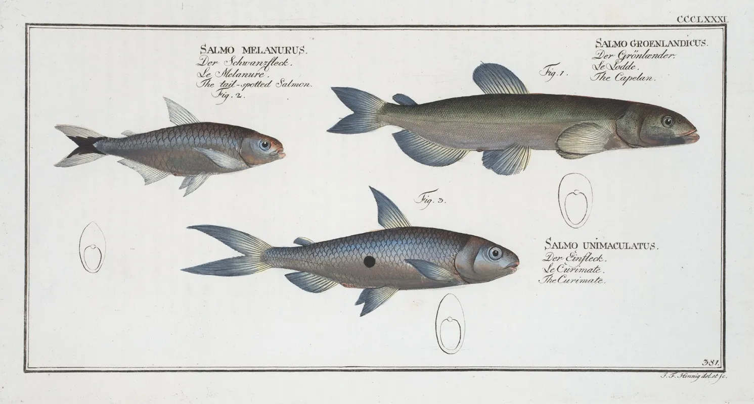 1 Salmo Groenlandicus The Capelan 2 Salmo Melanurus The Tail Spotted Salmon 3 Salmo Unimaculatus The Curimate Wall Art by Marcus Elieser Bloch - High-Resolution Digital Print
