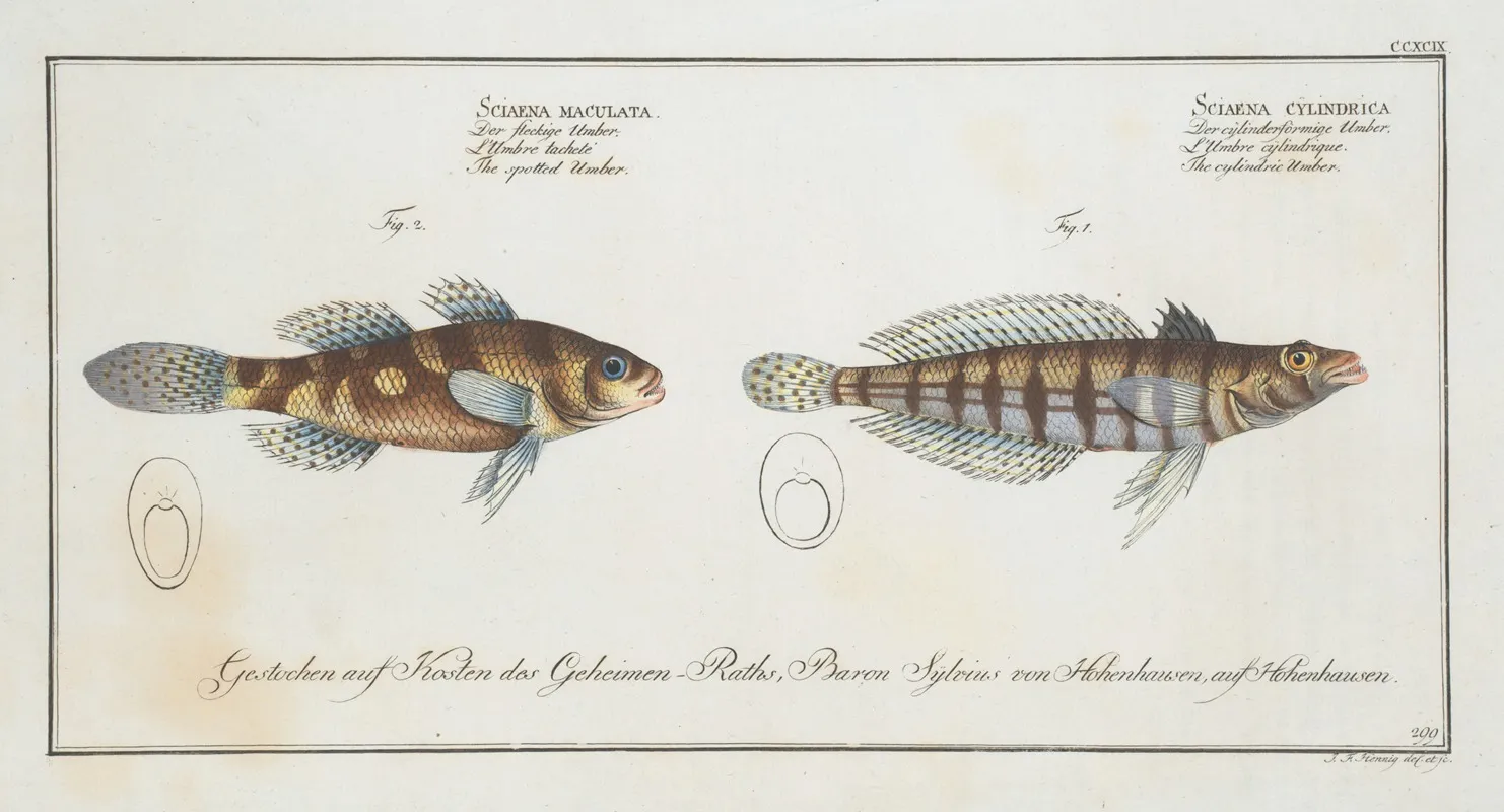 1 Sciaena Cylindrica The Cylindric Umber 2 Sciaena Maculata The Spotted Umber Wall Art by Marcus Elieser Bloch - High-Resolution Digital Print