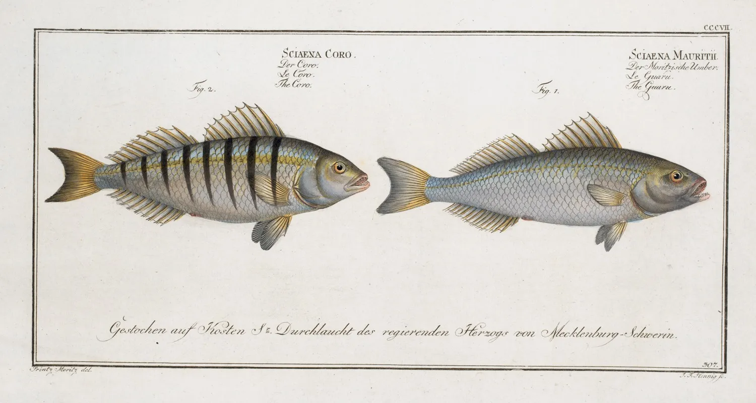 1 Sciaena Mauritii The Guaru 2 Sciaena Coro The Coro Wall Art by Marcus Elieser Bloch - High-Resolution Digital Print
