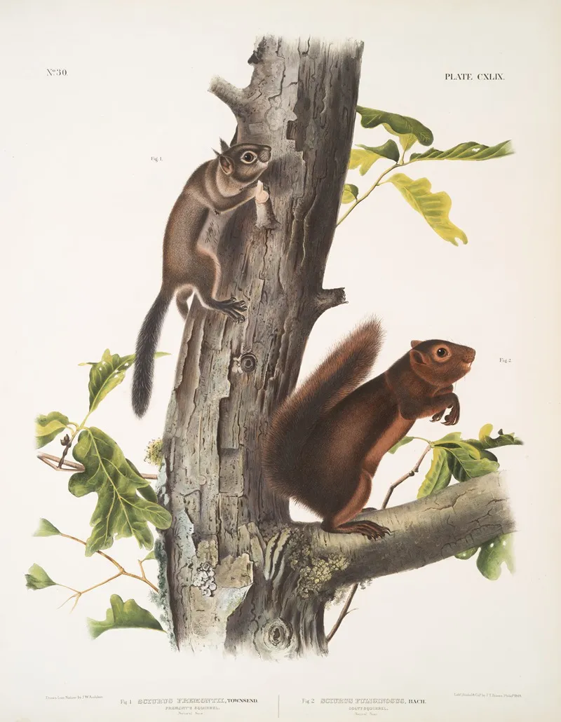 1 Sciurus Fremonsii Fremonts Squirrel Natural Size 2 Sciurus Fuliginosus Sooty Squirrel Natural Size Wall Art by John Woodhouse Audubon - High-Resolution Digital Print
