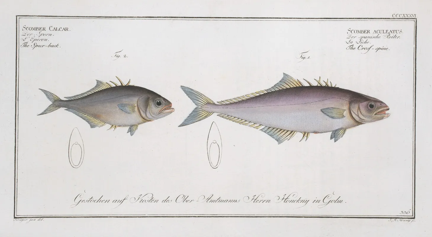 1 Scomber Aculeatus The Cross Spine 2 Scomber Calcar The Spur Back Wall Art by Marcus Elieser Bloch - High-Resolution Digital Print