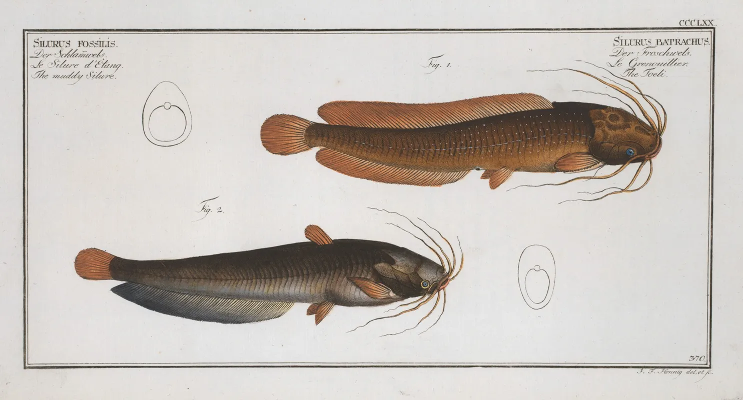 1 Silurus Batrachus The Toeli 2 Silurus Fossilis The Muddy Silure Wall Art by Marcus Elieser Bloch - High-Resolution Digital Print