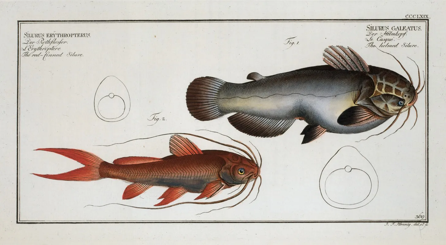 1 Silurus Galeatus The Helmed Silure 2 Silurus Erythropterus The Red Finned Silure Wall Art by Marcus Elieser Bloch - High-Resolution Digital Print