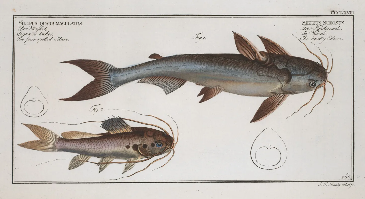 1 Silurus Nodosus The Knotty Silure 2 Silurus Quadrimaculatus The Four Spotted Silure Wall Art by Marcus Elieser Bloch - High-Resolution Digital Print
