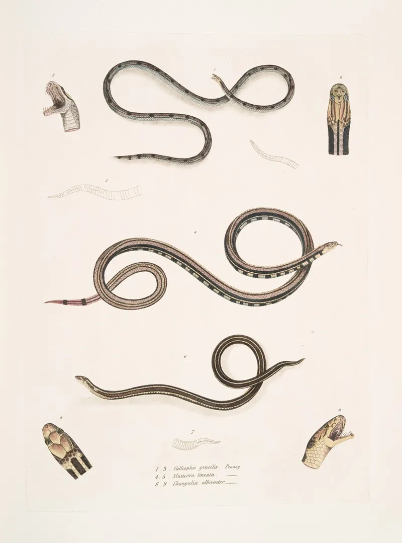 1 Slender Calliophis Calliophis Gracilis 2 Lined Maticora Maticora Lineata 3 White Bellied Changulia Changulia Albiventer