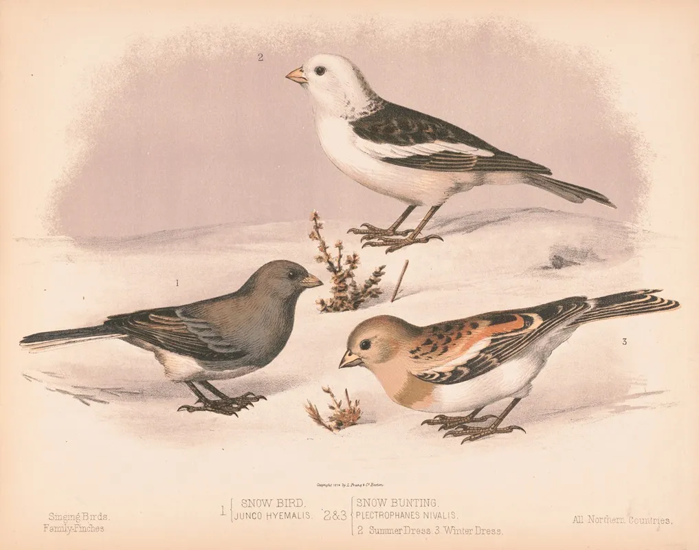 1 Snow Bird Junco Hyemalis 2 3 Snow Buniting Plectrophanes Nivalis 2 Summer Dress 3 Winter Dress