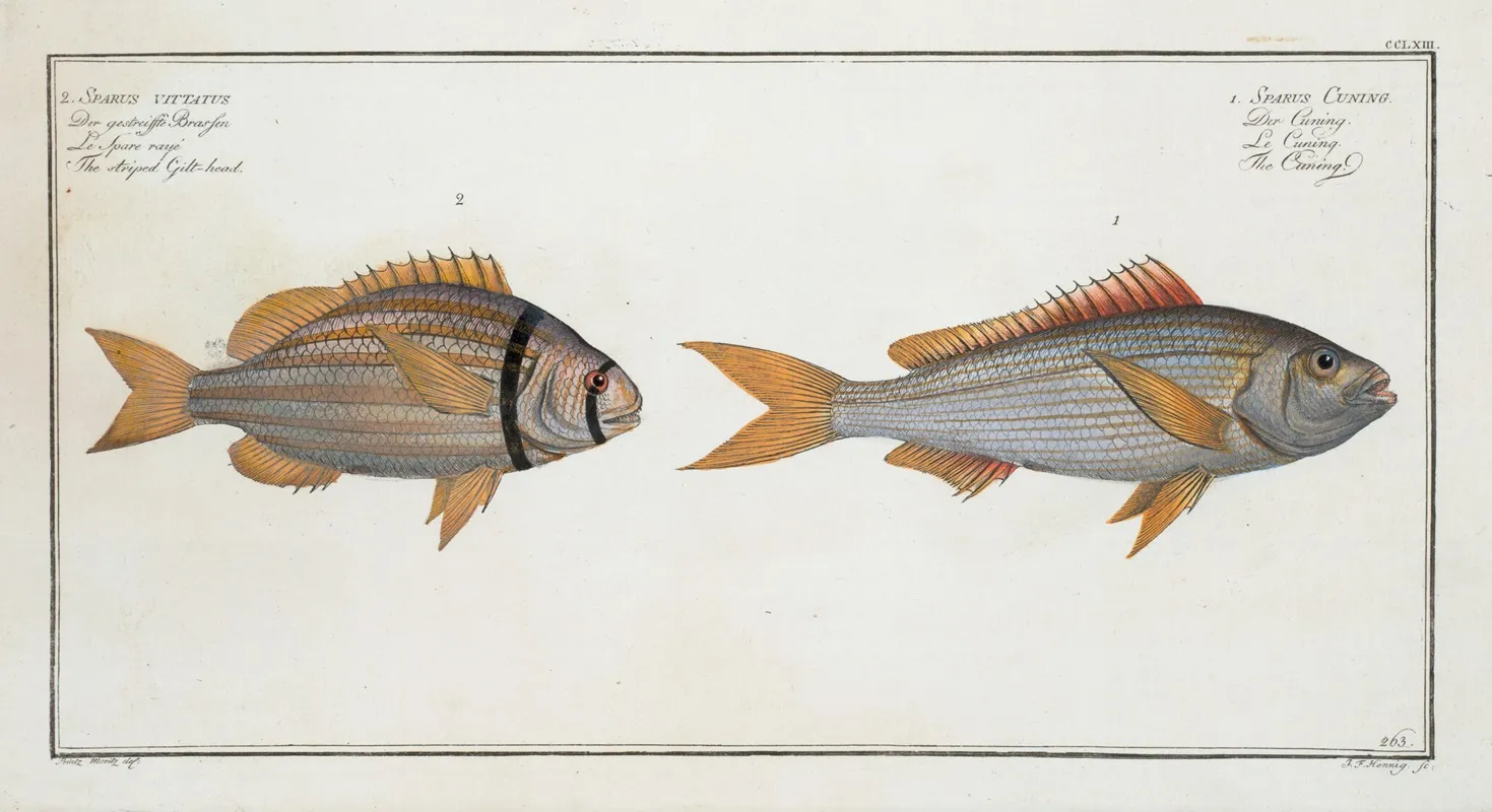 1 Sparus Cuning The Cuning 2 Sparus Vittatus The Striped Gilt Head Wall Art by Marcus Elieser Bloch - High-Resolution Digital Print
