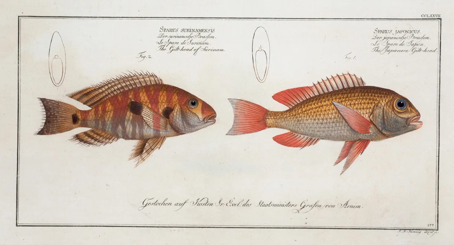1 Sparus Japonicus The Japanese Gilt Head 2 Sparus Surinamensis The Gilt Head Of Surinam Wall Art by Marcus Elieser Bloch - High-Resolution Digital Print