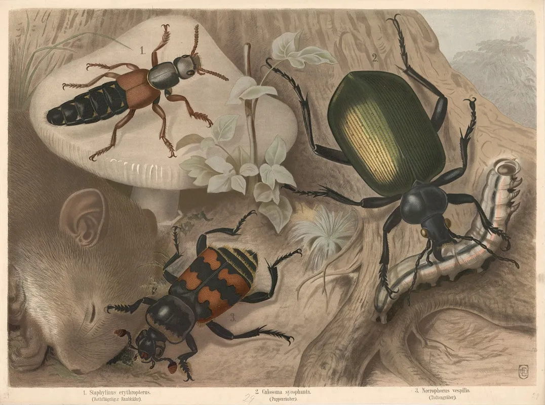 1 Staphylinus Erythropterus Rothflugeliger Raubkafer 2 Calosoma Sycophanta Puppenrauber 3 Necrophorus Vespillo Todtengraber Wall Art by Friedrich Specht - High-Resolution Digital Print