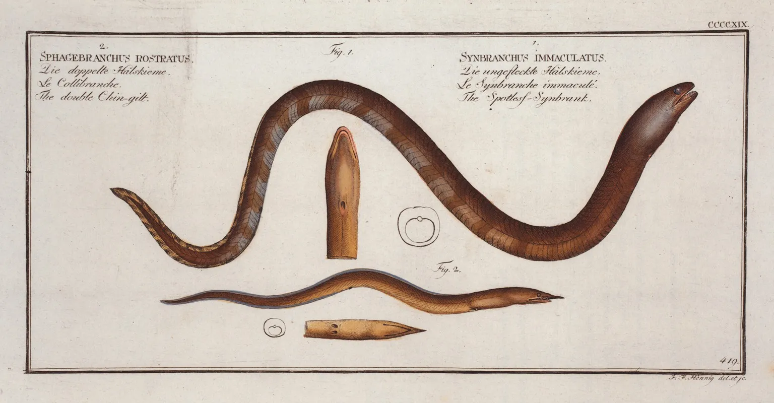 1 Synbranchus Immaculatustthe Spottess Synbrank 2 Sphagebranchus Rostratus The Double Chin Gilt Wall Art by Marcus Elieser Bloch - High-Resolution Digital Print