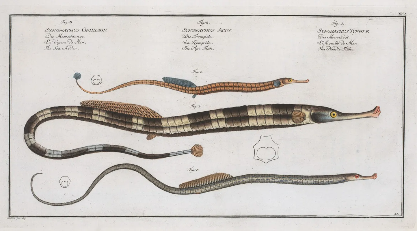 1 Syngnathus Typhle The Neelde Fish 2 Syngnathus Acus The Pipe Fish 3 Syngnathus Ophidion The Sea Adder Wall Art by Marcus Elieser Bloch - High-Resolution Digital Print