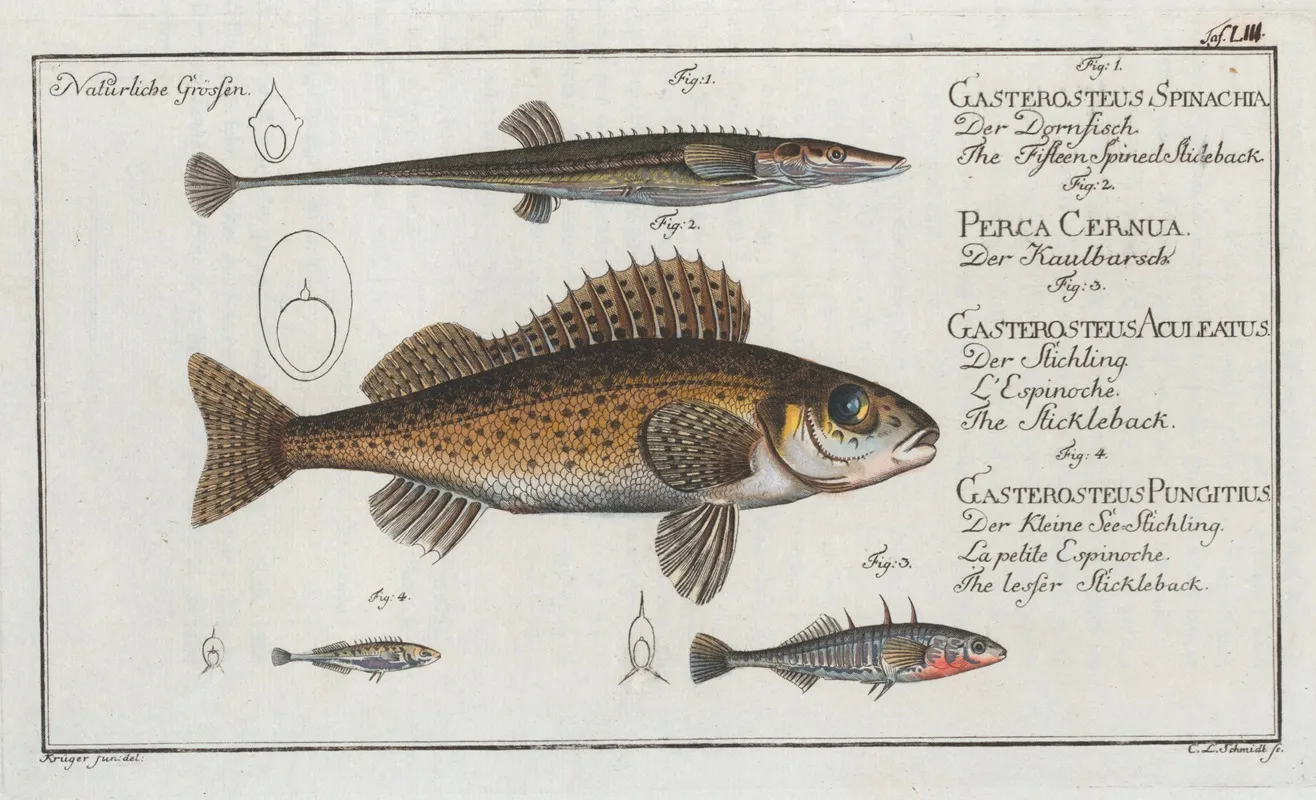1 The Fifteen Spined Stickleback 2 The Ruffe 3 The Stickleback 4 The Lesser Stickleback Wall Art by Marcus Elieser Bloch - High-Resolution Digital Print