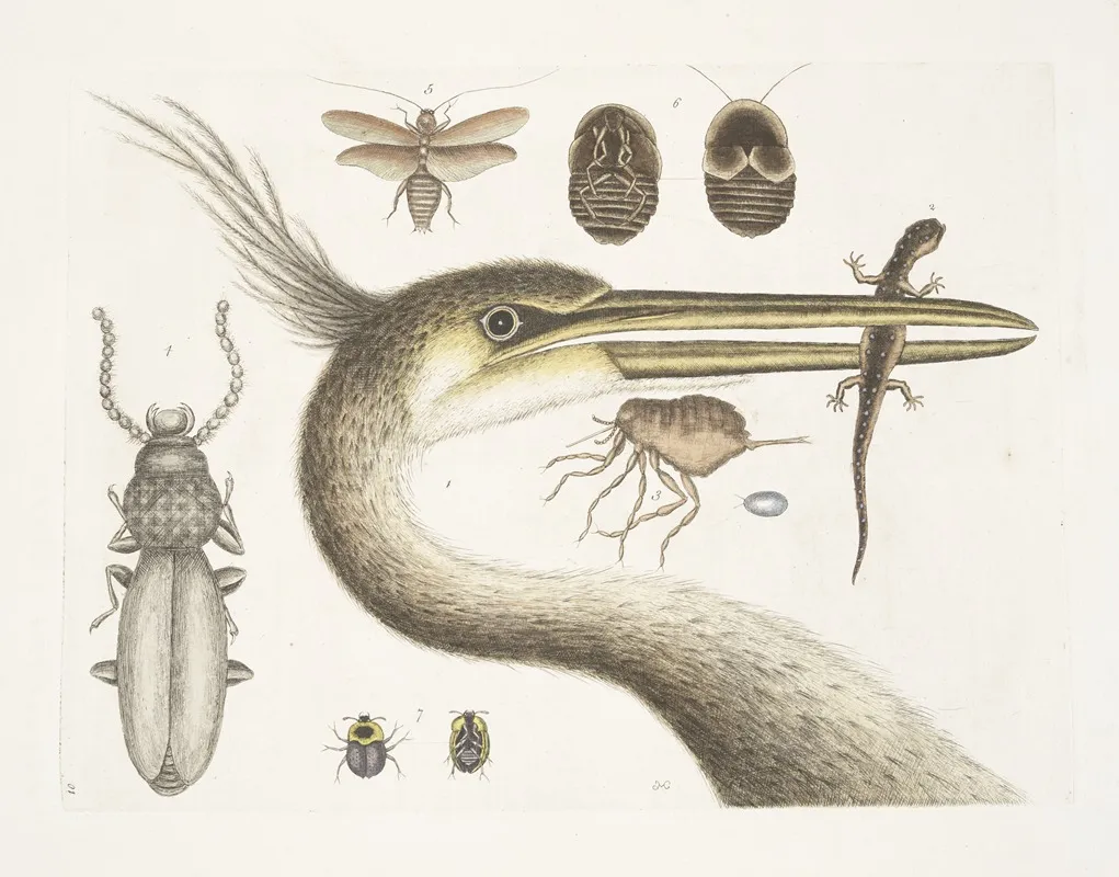 1 The Largest Crested Heron 2 The Spotted Eft 3 The Chego 4 Scarabaeus 5 The Cockroach Wall Art by Mark Catesby - High-Resolution Digital Print