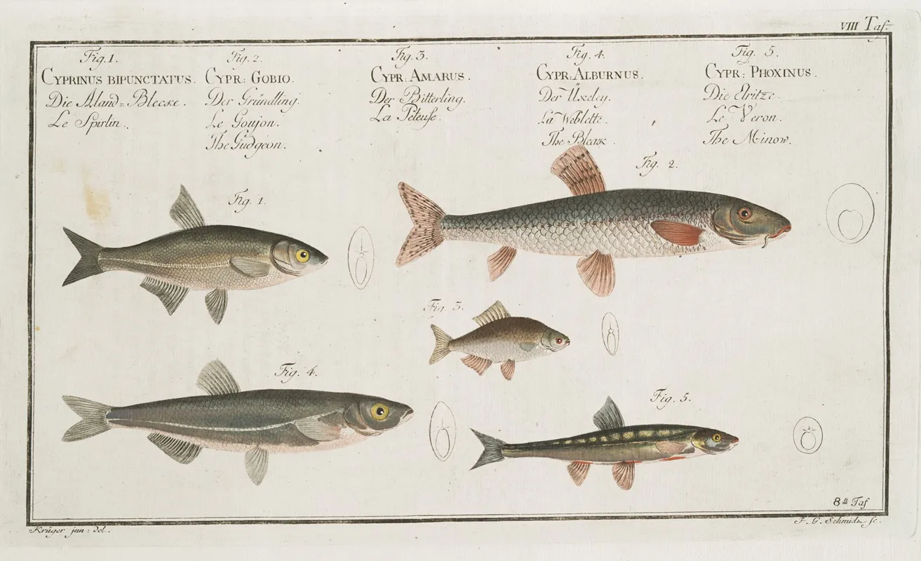 1 The Sperlin 2 The Gudgeon 3 The Bitter Carp 4 The Bleak 5 The Minow Wall Art by Marcus Elieser Bloch - High-Resolution Digital Print