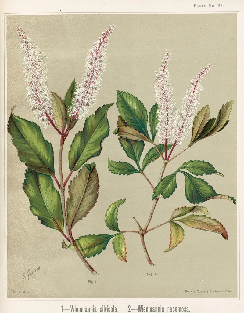 1 Wienmannia Silvicola 2 Weinmannia Racemosa Plate 32 Wall Art by Sarah Featon - High-Resolution Digital Print