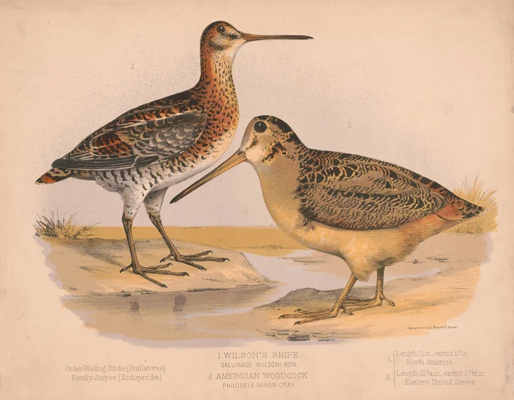 1 Wilsons Snipe Gallinago Wilsoni Bon 2 American Woodcock Philohela Minor Gray