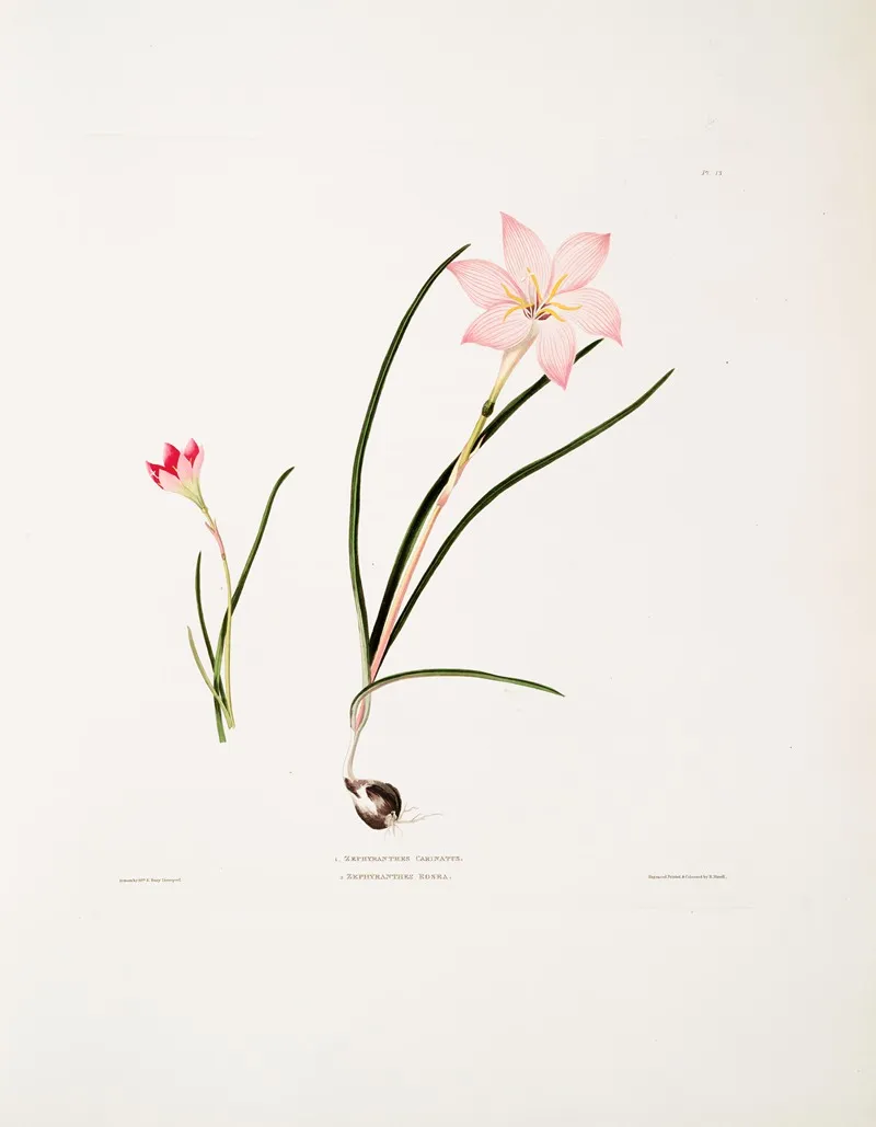 1 Zephyranthes Carinatus 2 Zephyranthes Rosea Zaphyr Lily Fairy Lily Rain Lily Wall Art by Priscilla Susan Bury - High-Resolution Digital Print