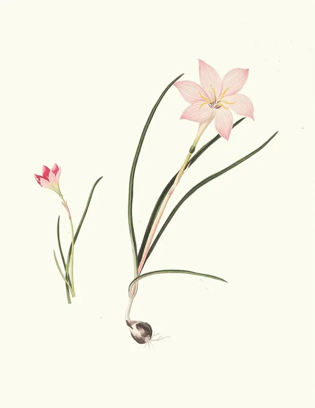 1 Zephyranthes Carinatus 2 Zephyranthes Rosea Wall Art by Priscilla Susan Bury - High-Resolution Digital Print