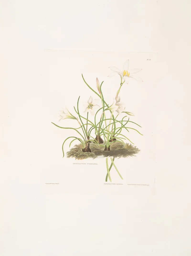 1 Zephyranthes Tubispatha 2 Zephyranthes Candida Wall Art by Priscilla Susan Bury - High-Resolution Digital Print