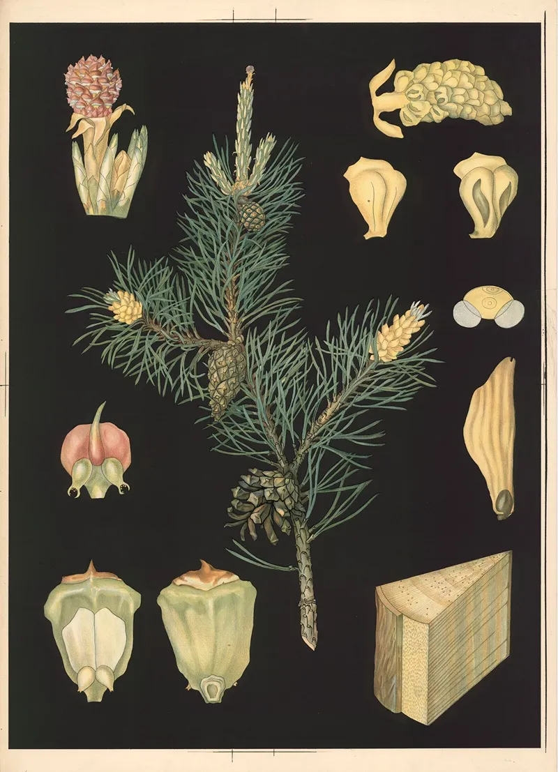 10 Pine Wall Art by Ebba Masalin - High-Resolution Digital Print