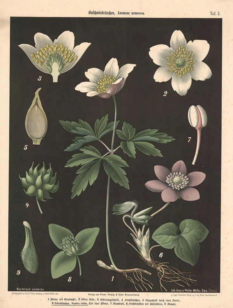 103 Buschwindroschen Anemone Nemorosa