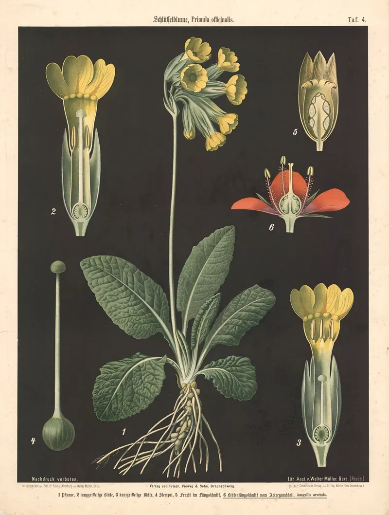 104 Schlusselblume Primula Officinalis