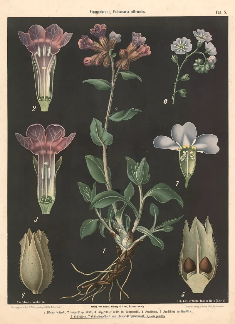 105 Lungenkraut Pulmonaria Officinalis