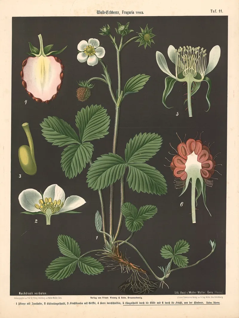 111 Wald Erdbeere Fragaria Vesca