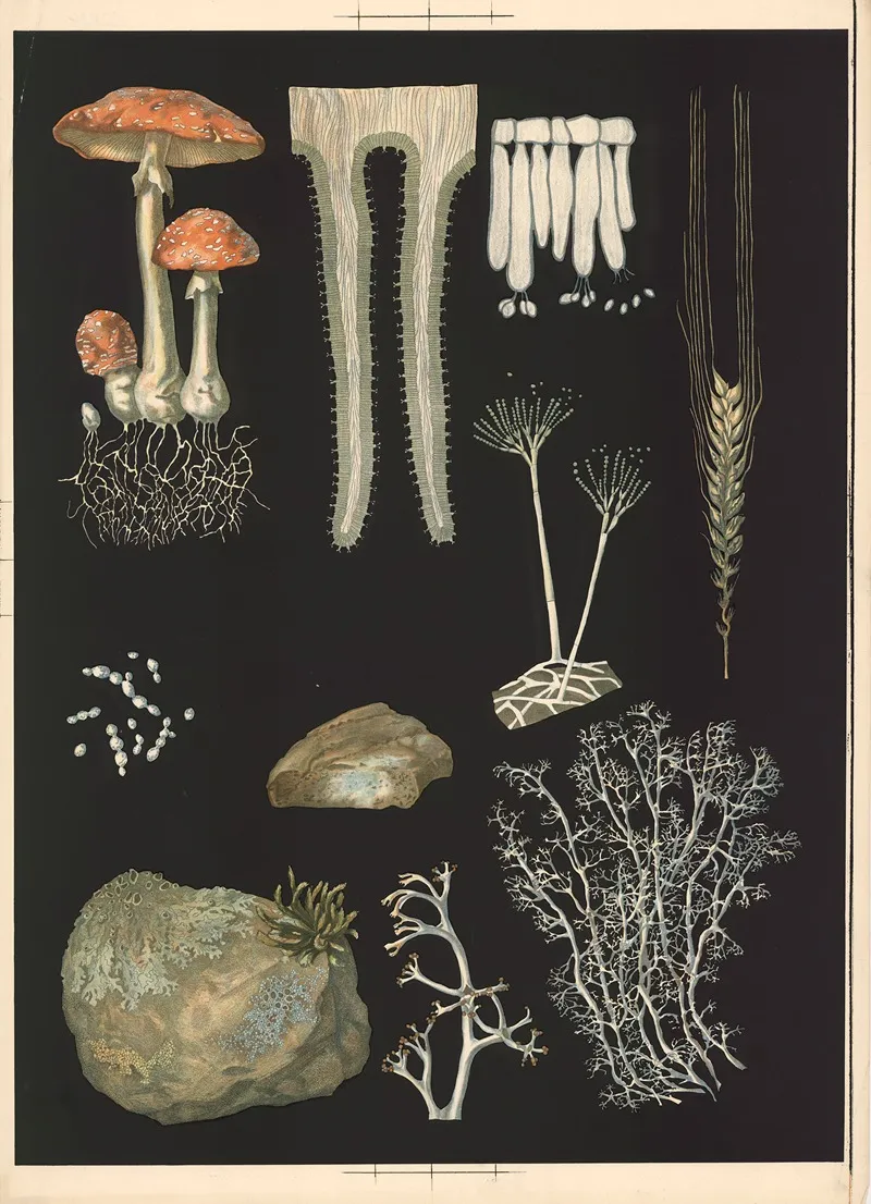 13 Fly Agaric Wall Art by Ebba Masalin - High-Resolution Digital Print