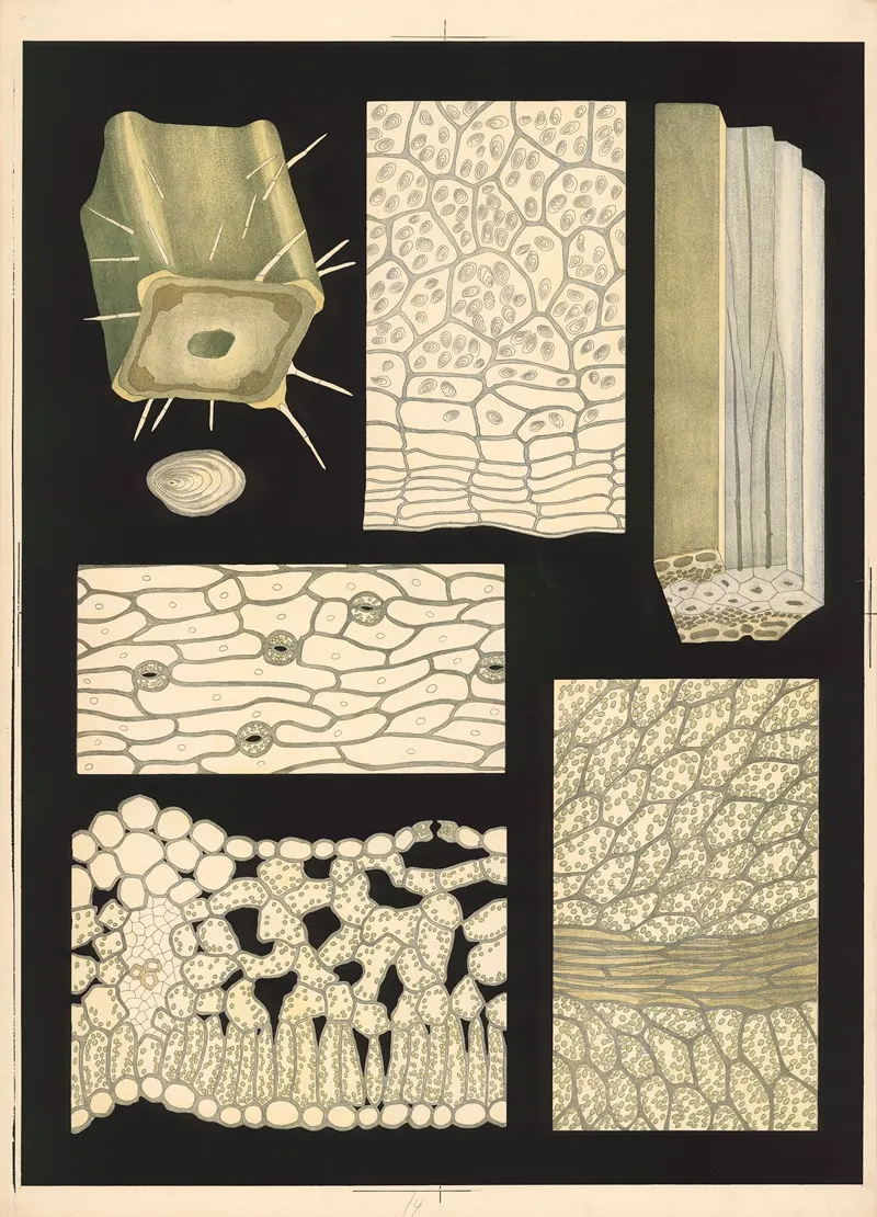 14 The Internal Structure Of The Plant Wall Art by Ebba Masalin - High-Resolution Digital Print