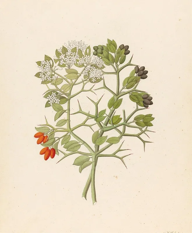 2 Species Of Carisfa Arduina Carissa Haematocarpa Wall Art by Clemenz Heinrich Wehdemann - High-Resolution Digital Print