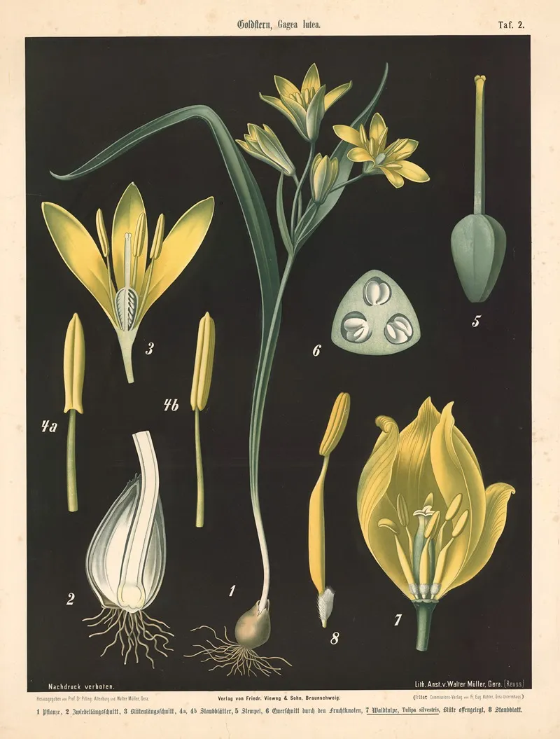 202 Goldstern Gagea Lutea