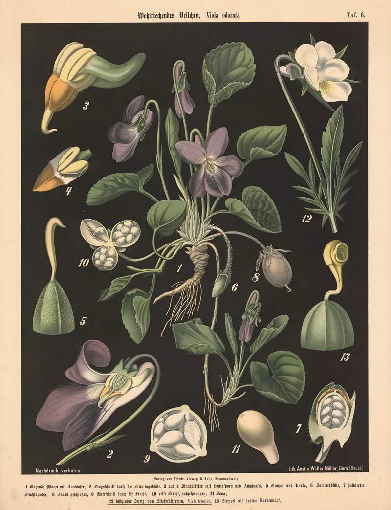 206 Wohlriechendes Veilchen Viola Odorata