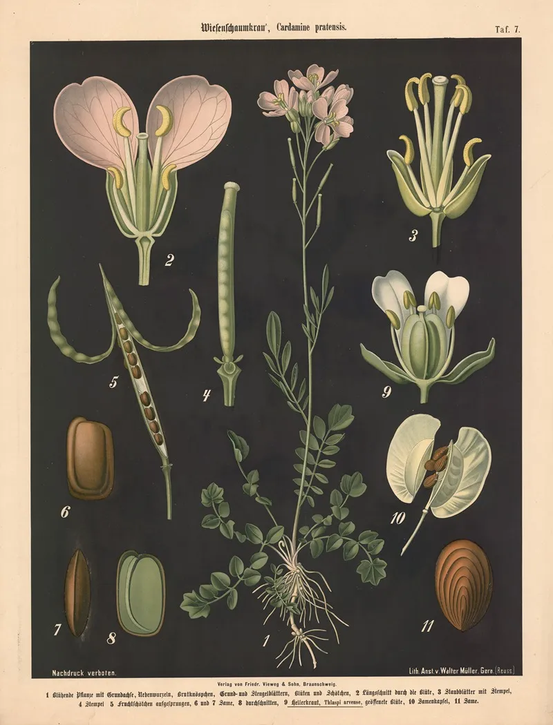 207 Wiesenschaumkraut Cardamine Pratensis
