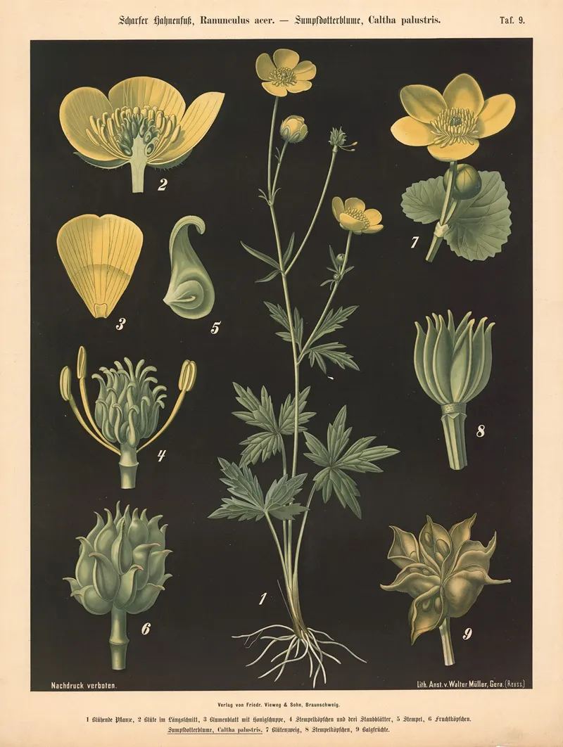 209 Scharfer Hahnenfuss Ranunculus Acer Sumpfdotterblume Caltha Palustris