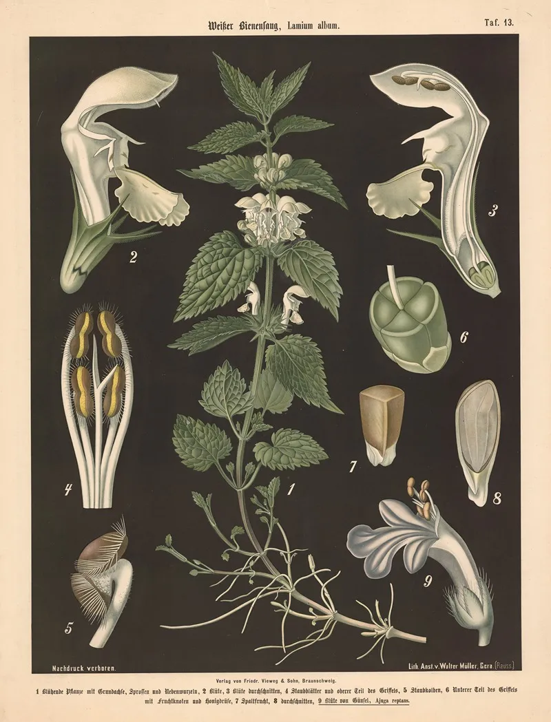213 Weisser Bienenfang Lamium Album