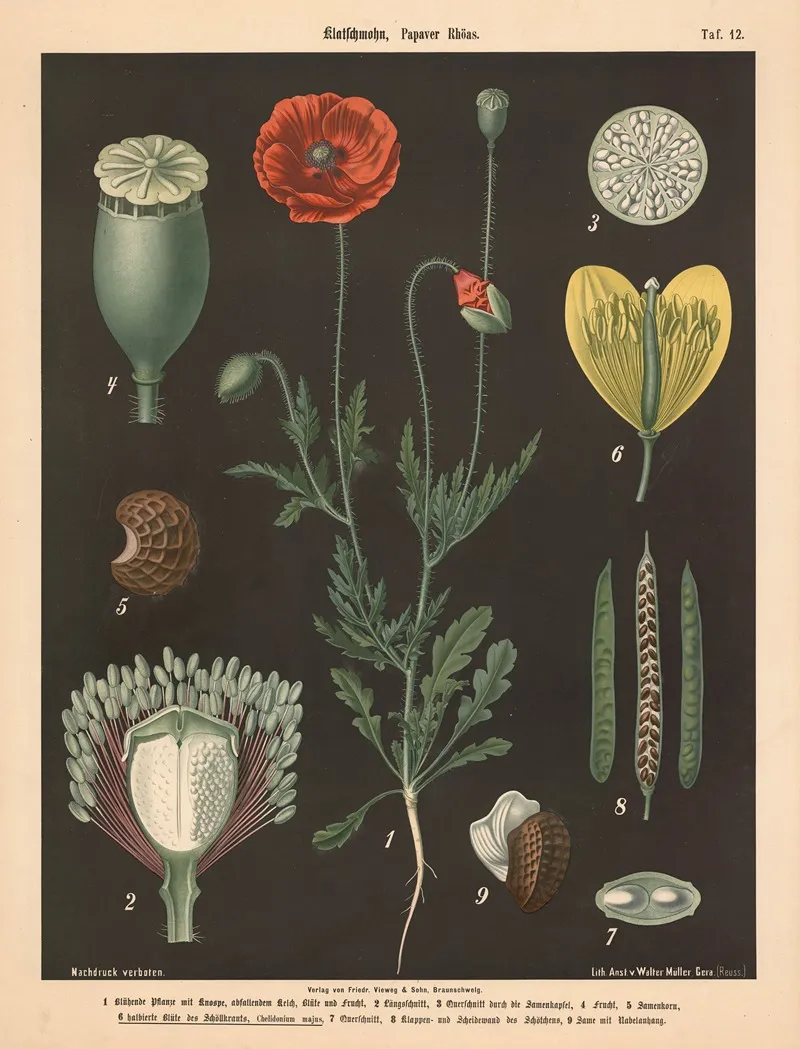 312 Klatschmohn Papaver Rhoas