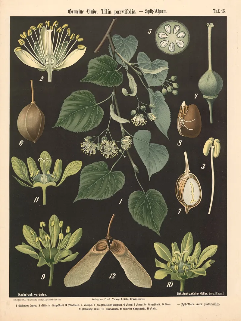 316 Gemeine Linde Tilia Parvifolia