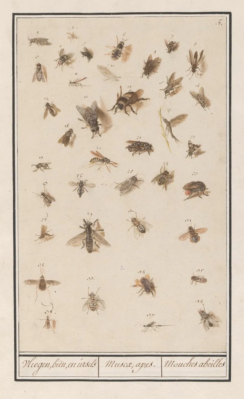 38 Gevleugelde Insecten Blad Met Achtendertig Gevleugelde Insecten Vliegen Bien En Ursels Muscae Apes Mouches Abeilles Wall Art by Anselmus Boëtius de Boodt - High-Resolution Digital Print