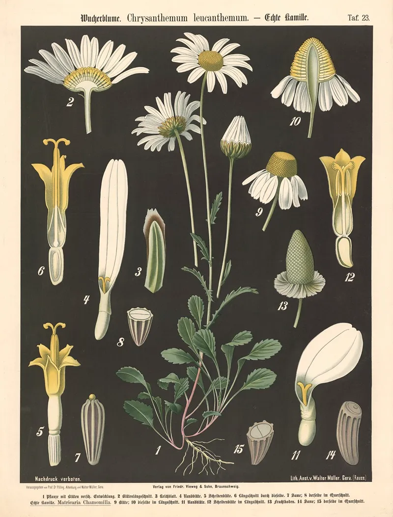 423 Wucherblume Chrysanthemum Leucanthemum
