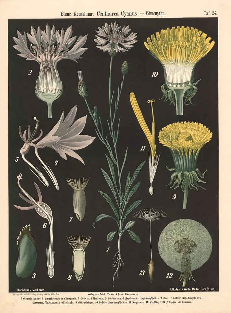 424 Blaue Kornblume Centaurea Cyanus