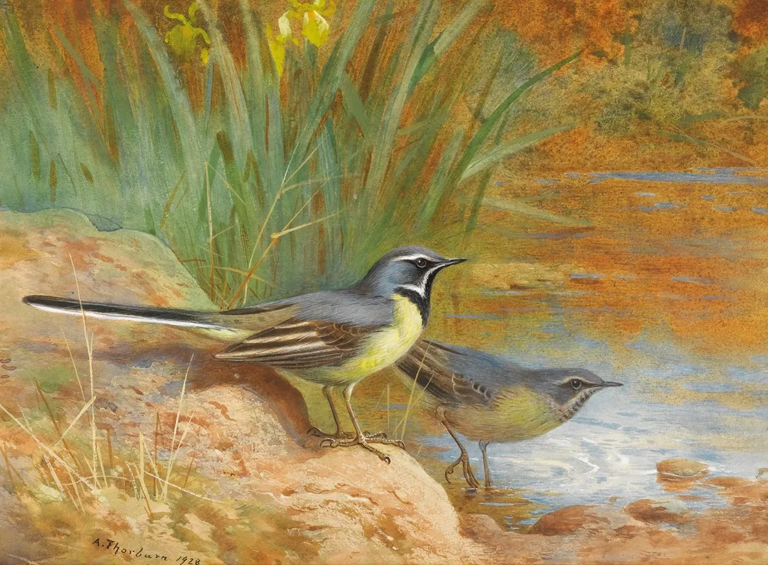 5 Grey Wagtails Wall Art by Archibald Thorburn - High-Resolution Digital Print